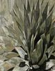 Stylecraft Succulent Verde I Brown/Green Wall Art-1