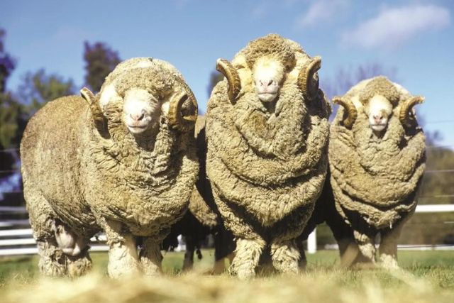 Classy Art Three Rams by Classy Art Wall Art-0