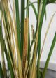 Le Present Cyperus Green 47" Faux Botanical-2