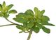 A & B Home Green Faux Double Dudleya Succulent-1