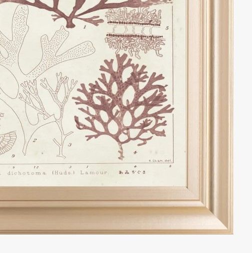 Classy Art Antique Coral Seaweed IV by Vision Studio Wall Art-1