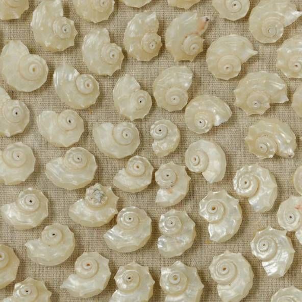 StyleCraft Natural Shell 24" Wall Art-3