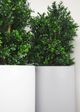 Le Present Green 27.5" Faux Botanical Boxwood Tree-4