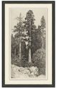 Magnolia Home by Joanna Gaines Tall Trees I Wall Art-0