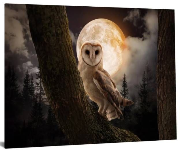 Classy Art Night Owl Wall Art-1