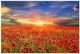 YHD All the Poppies Wall Art-0