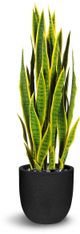 Le Present Sanseveria Green And Yellow Faux Botanical-0