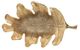 A & B Home Brass Long Leaf Tray-3