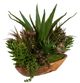 Uttermost® Salar Natural Succulents-2