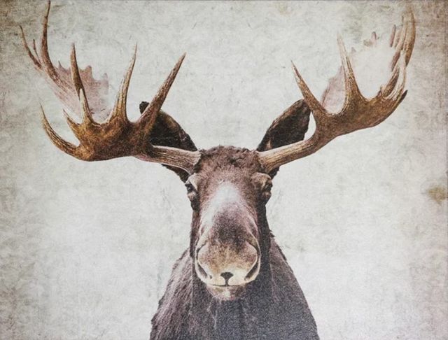 Stylecraft Moose Beige/Black Wall Art-1