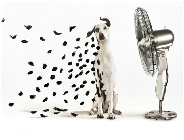Classy Living Breezy Dalmatian Whimsy Wall Art-0
