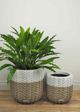 Le Present Calathea Green 34" Faux Botanical Plant-5