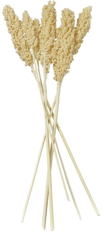 Deco Marche Cream Dried Plant Corn Maze Grass Natural Foliage with Long Stems-0