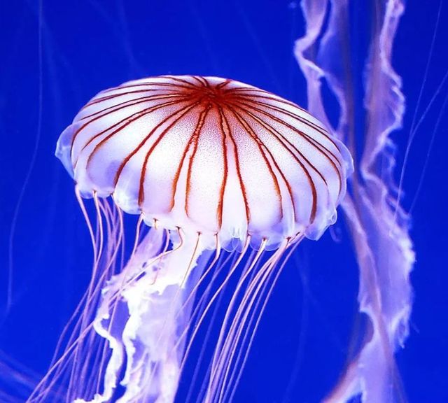 Classy Art Jelly white Wall Art-1