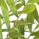 Uttermost® Zamia Brown/Green Palm Accent In Planter-3