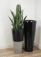 Le Present Sanseveria Green Faux Botanical-5