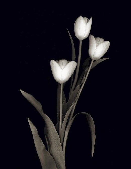 Classy Art Tulip Pose I by Danita Delimont Wall Art-0