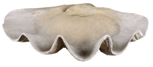 Uttermost® Antique White Clam Shell Bowl-0