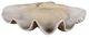 Uttermost® Antique White Clam Shell Bowl-0