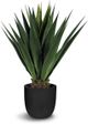 Le Present Agave Green Faux Botanical-0
