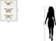 Classy Living Golden Trio Butterfly Study Wall Art-2