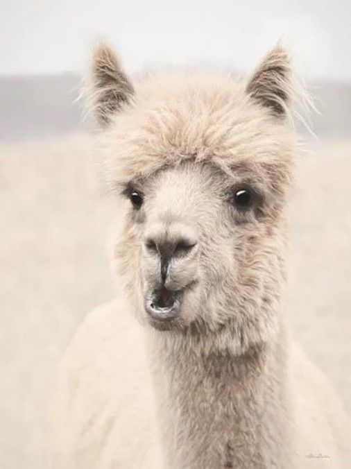 Classy Art Soft Alpaca II by Lori Deiter Beige Wall Art-0
