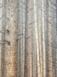 Stylecraft Forest Dreaming I Black/Light Brown/Light Gray Wall Art -1