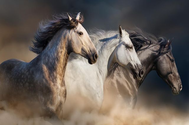 Classy Living Wild Stallion Trio Wall Art-0