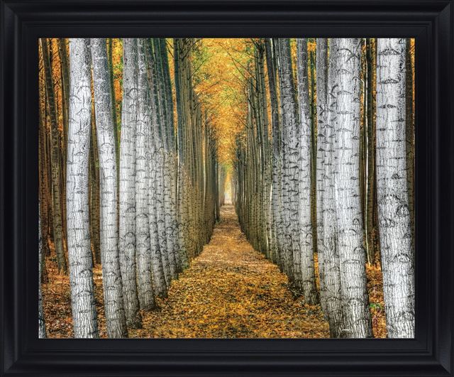 Classy Living Golden Birch Passage Wall Art-0