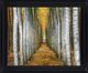 Classy Living Golden Birch Passage Wall Art-0