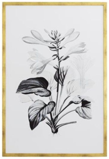 YHD Botanical Study II Framed Print-0