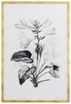YHD Botanical Study II Framed Print-0