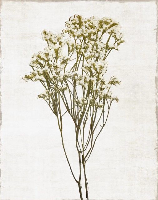 Classy Art Farmhouse Pressed Flower II by Natalie Carpentieri Wall Art-0