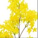 A & B Home Yellow Stephanotis-1
