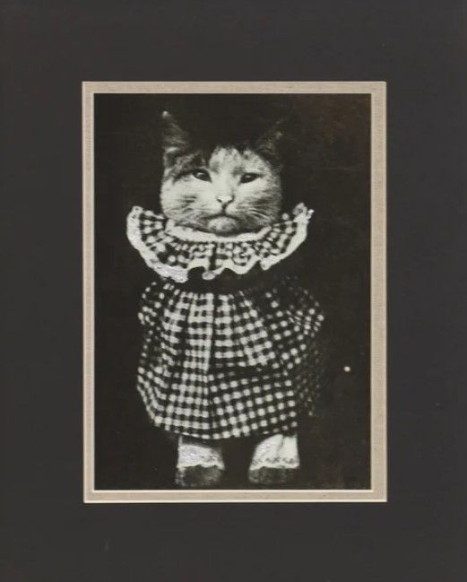 Stylecraft Cat Check Framed Print-1