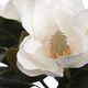 Uttermost® Middleton White Magnolia Flower Centerpiece-5