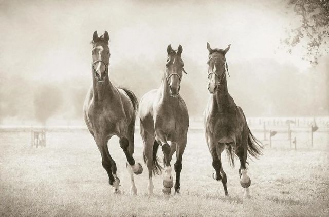 Classy Art The Young Ones by Lars Van De Goor Wall Art-0