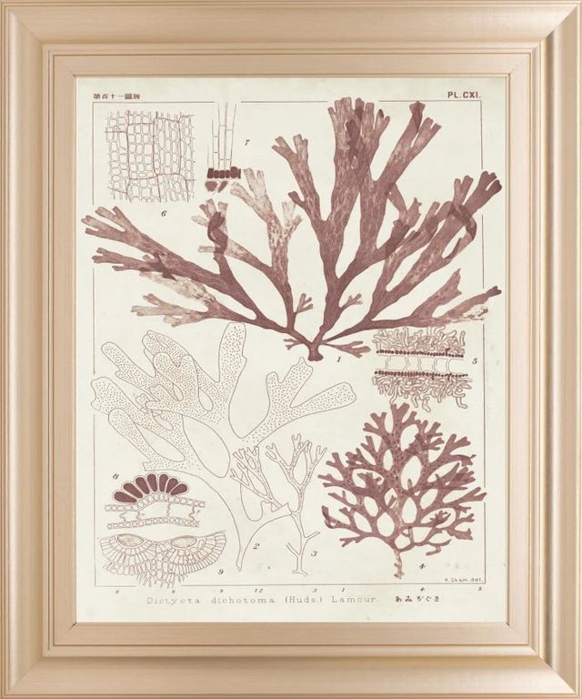 Classy Art Antique Coral Seaweed IV by Vision Studio Wall Art-0