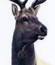 YHD Cervidae Wall Art-5