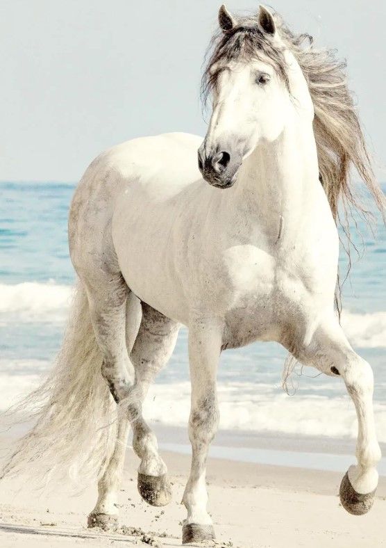 Classy Art Beach Run by Jan Walters Wall Art-1