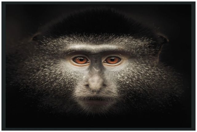 Classic Home Monkey Photography Wall Art-0