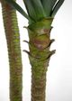 Le Present Dracaena Green Faux Botanical-2
