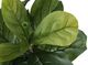 Monarch Specialties Inc. Black 41" Artificial Potted Fiddle Tree-2
