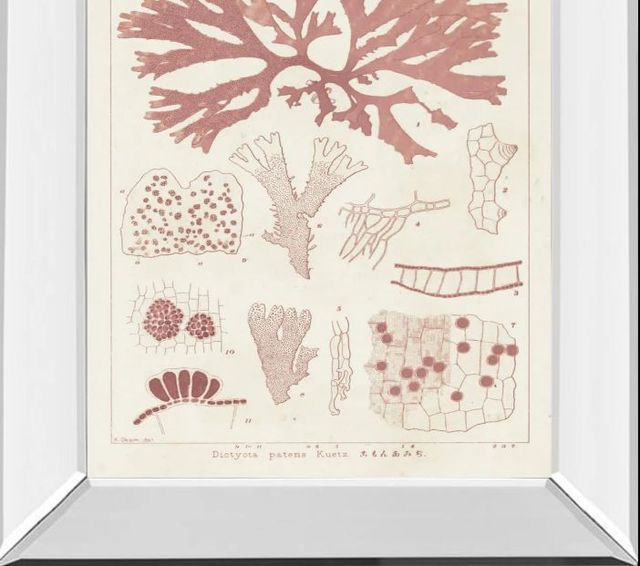 Classy Art Antique Coral Seaweed III by Vision Studio Mirror Framed Wall Art-1