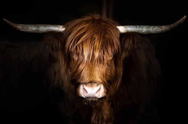 Classy Art Highland Cow on Black Wall Art-1