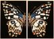 Stylecraft 2-Piece Custom Stand Butterfly Wall Art Set-0