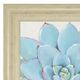 Classy Living Tim OToole Pastel Succulent I Wall Art-1