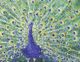 Stylecraft Jackie Wall Art-1
