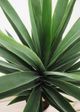 Le Present Yucca Green 43.5" Faux Botanical-1