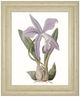 Classy Living Edwards Lavender Beauties IV Wall Art-0